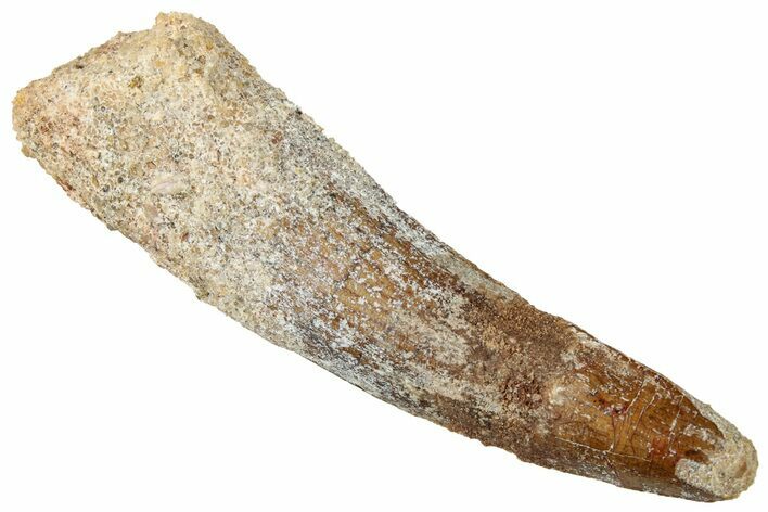 Fossil Spinosaurus Tooth - Real Dinosaur Tooth #329534
